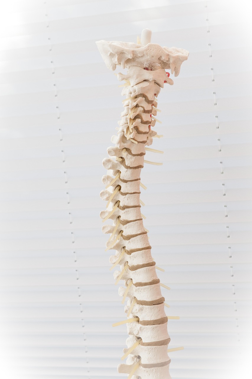 A close-up of a human spine model showing vertebrae and discs, used for chiropractic education and patient demonstrations